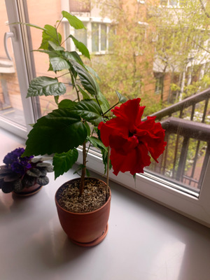 Комментарий с изображением на AdMe.Media