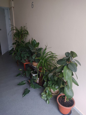 Комментарий с изображением на AdMe.Media