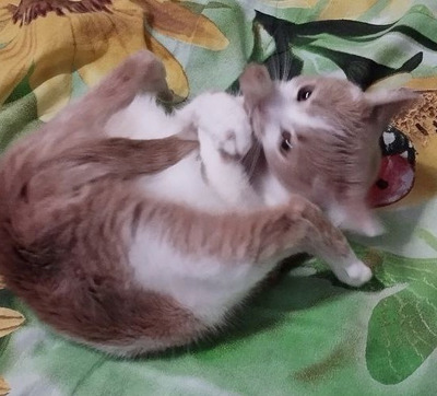 Комментарий с изображением на AdMe.Media