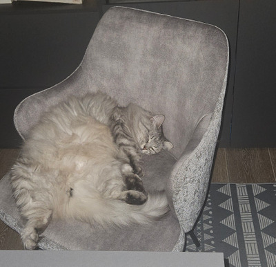 Комментарий с изображением на AdMe.Media