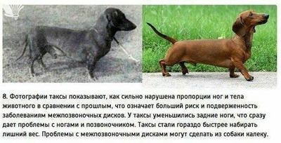 Комментарий с изображением на AdMe.Media