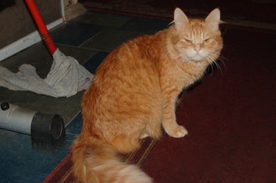 Комментарий с изображением на AdMe.Media