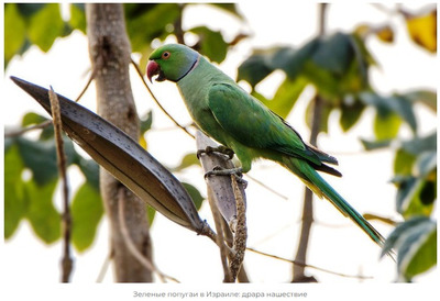 Комментарий с изображением на AdMe.Media