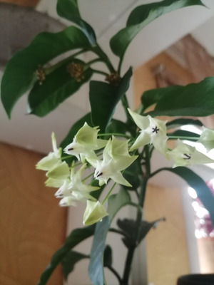 Комментарий с изображением на AdMe.Media