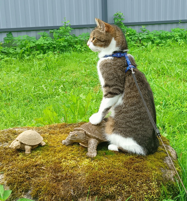 Комментарий с изображением на AdMe.Media