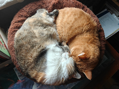 Комментарий с изображением на AdMe.Media