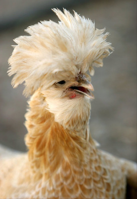 Комментарий с изображением на AdMe.Media