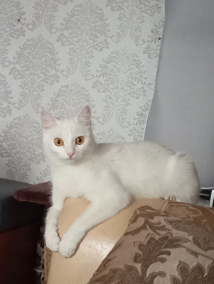 Комментарий с изображением на AdMe.Media