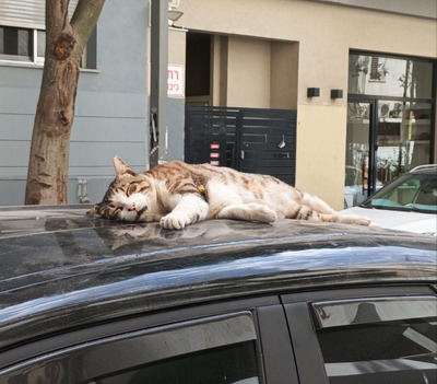 Комментарий с изображением на AdMe.Media