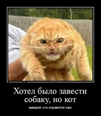Комментарий с изображением на AdMe.Media