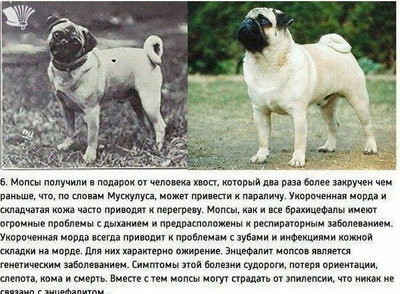 Комментарий с изображением на AdMe.Media