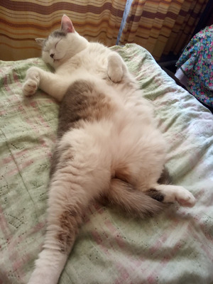 Комментарий с изображением на AdMe.Media