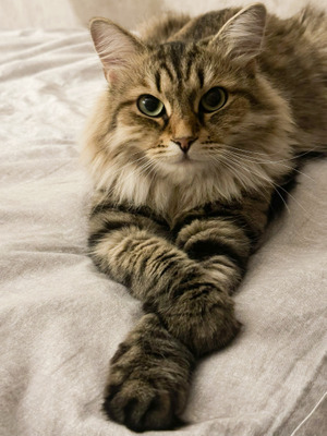 Комментарий с изображением на AdMe.Media