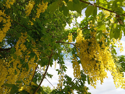 Комментарий с изображением на AdMe.Media