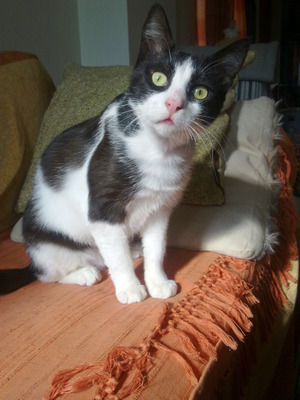 Комментарий с изображением на AdMe.Media