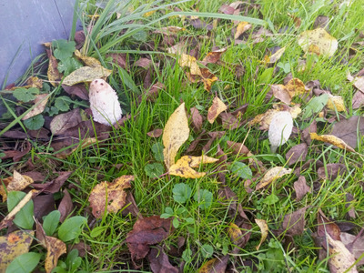 Комментарий с изображением на AdMe.Media