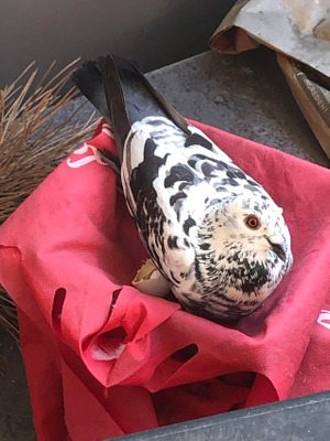 Комментарий с изображением на AdMe.Media