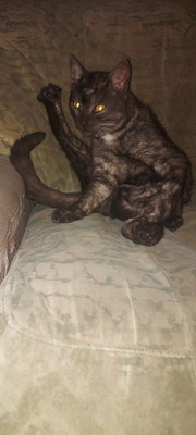 Комментарий с изображением на AdMe.Media