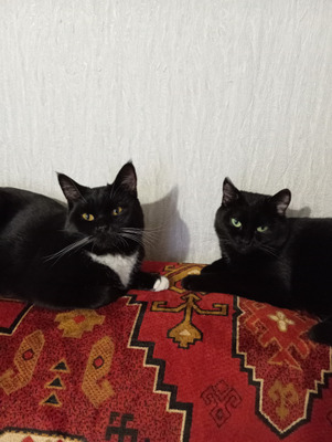 Комментарий с изображением на AdMe.Media