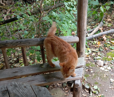 Комментарий с изображением на AdMe.Media