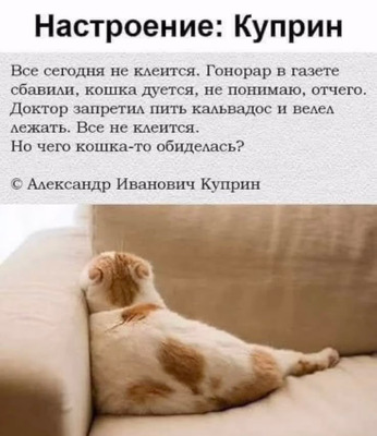 Комментарий с изображением на AdMe.Media
