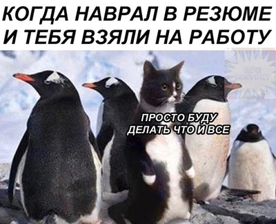 Комментарий с изображением на AdMe.Media