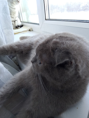 Комментарий с изображением на AdMe.Media