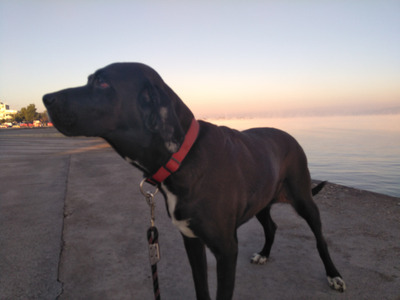 Комментарий с изображением на AdMe.Media