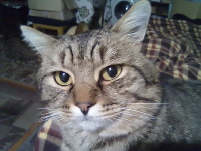 Комментарий с изображением на AdMe.Media