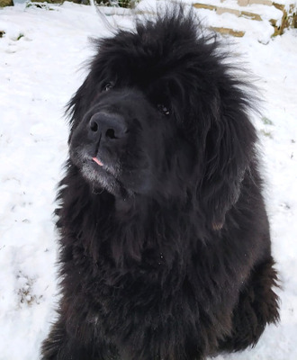 Комментарий с изображением на AdMe.Media