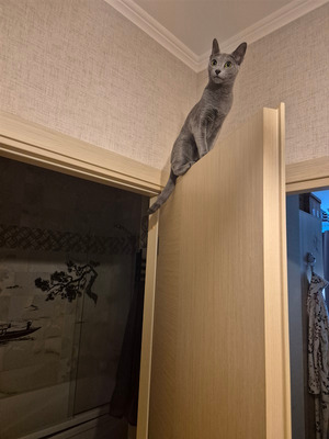 Комментарий с изображением на AdMe.Media