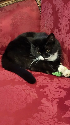 Комментарий с изображением на AdMe.Media