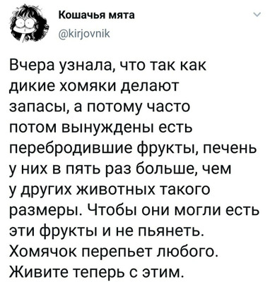 Комментарий с изображением на AdMe.Media