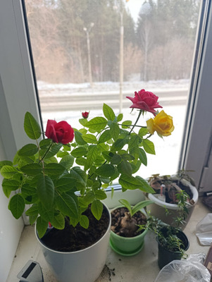 Комментарий с изображением на AdMe.Media