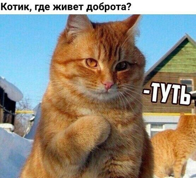 Комментарий с изображением на AdMe.Media