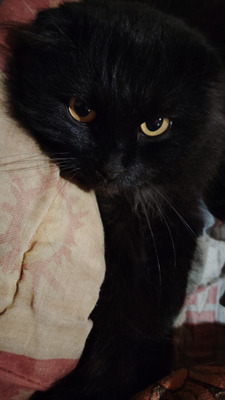 Комментарий с изображением на AdMe.Media