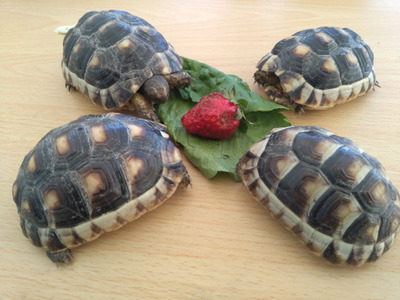 Комментарий с изображением на AdMe.Media