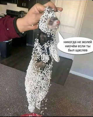 Комментарий с изображением на AdMe.Media