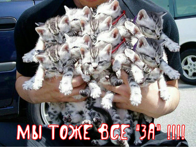 Комментарий с изображением на AdMe.Media