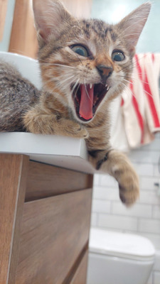 Комментарий с изображением на AdMe.Media