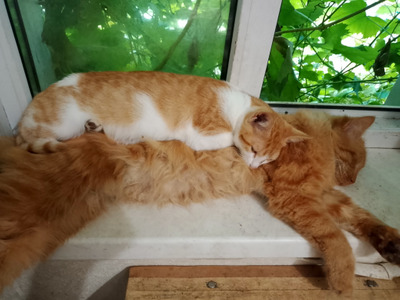 Комментарий с изображением на AdMe.Media