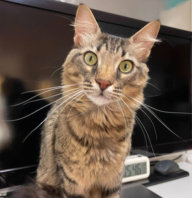 Комментарий с изображением на AdMe.Media