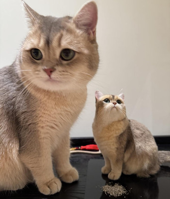 Комментарий с изображением на AdMe.Media