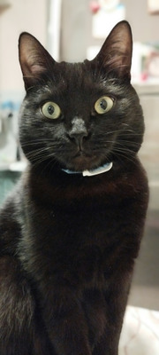 Комментарий с изображением на AdMe.Media