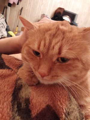 Комментарий с изображением на AdMe.Media