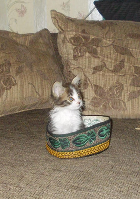 Комментарий с изображением на AdMe.Media