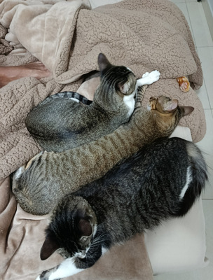 Комментарий с изображением на AdMe.Media