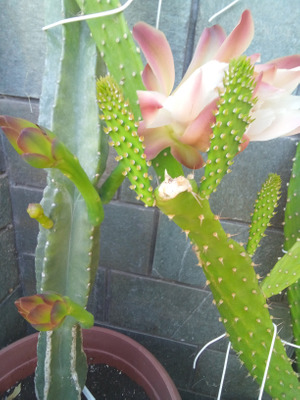 Комментарий с изображением на AdMe.Media