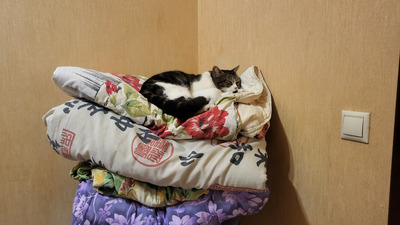 Комментарий с изображением на AdMe.Media