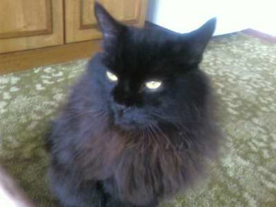 Комментарий с изображением на AdMe.Media